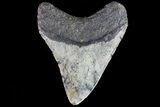 Fossil Megalodon Tooth - North Carolina #80841-2